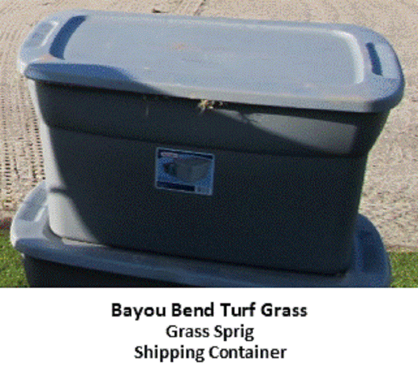 Grass Sprig Shipping Container